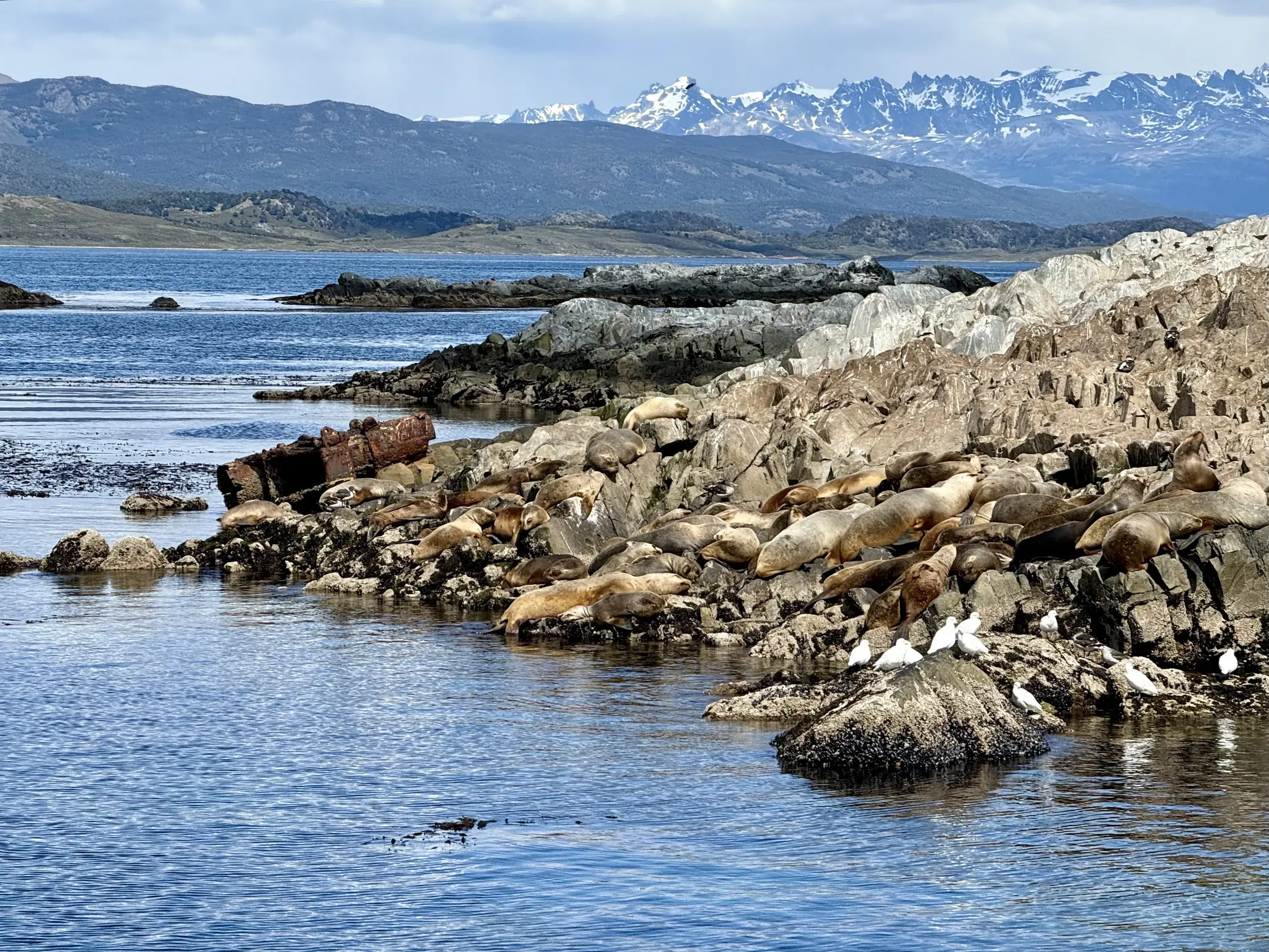 Eine große Seelöwen-Kolonie sonnt sich auf den Felsen einer Insel im Beagle-Kanal nahe Ushuaia in Patagonien.