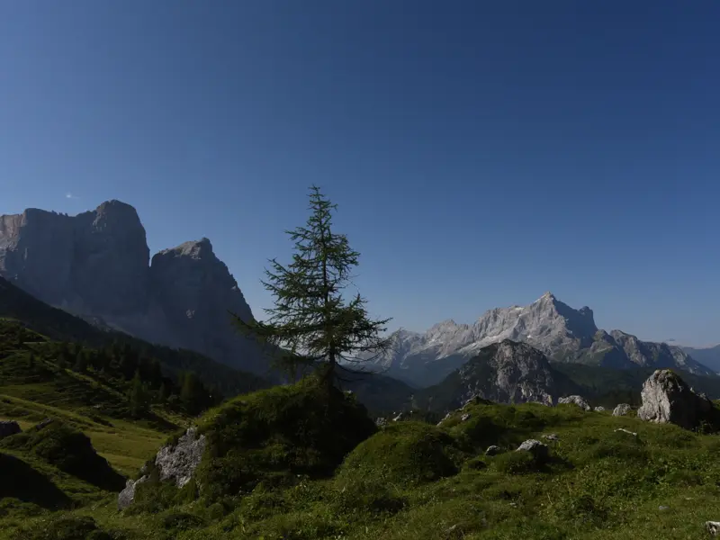 Weitblick beim Trekking auf dem Alta Via 1: Grüne Almwiese mit Lärche vor dem Panorama der Dolomiten-Gipfel.