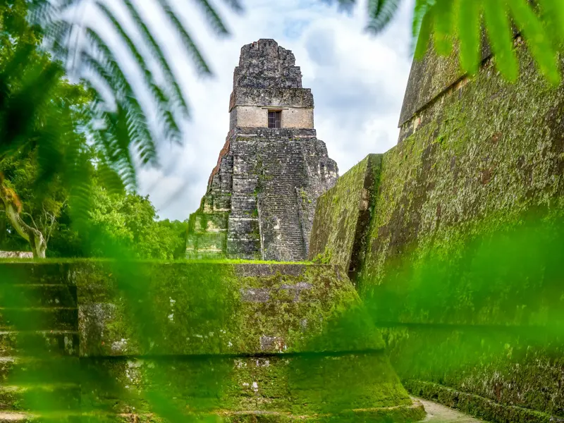 Blick durch grüne Palmblätter auf den Tempel des Großen Jaguars in der Mayastätte Tikal im Regenwald Guatemalas.