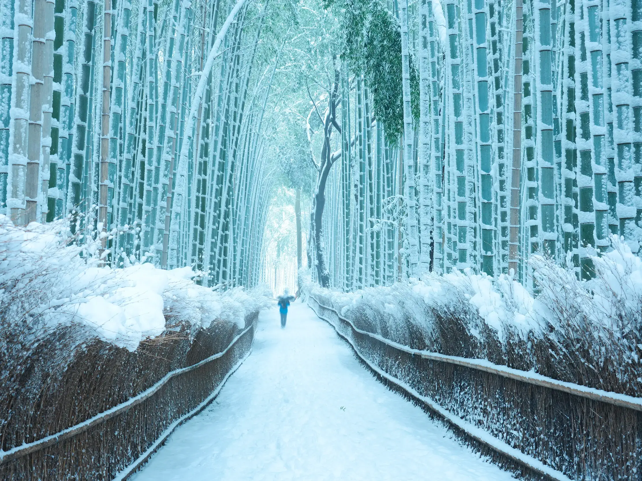 Ein Reisender wandert auf einem verschneiten Pfad durch den berühmten, smaragdgrünen Bambuswald von Arashiyama in Kyoto.