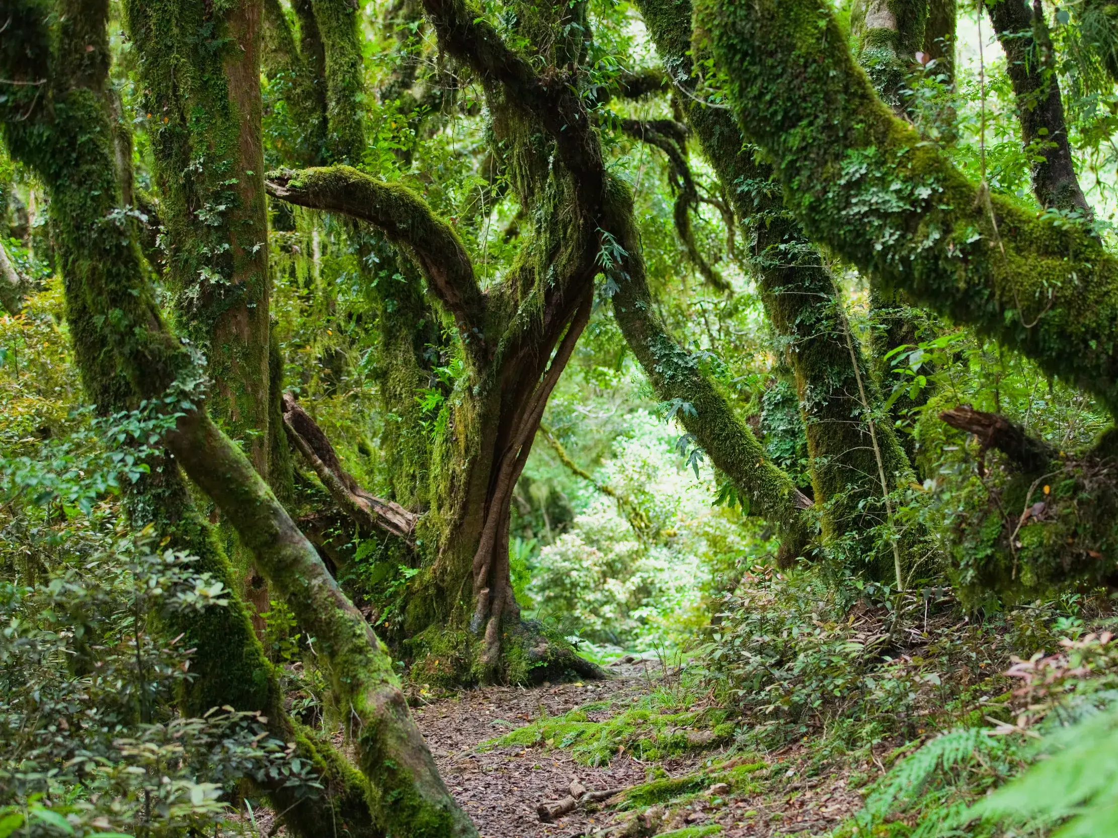 Ein schmaler Pfad führt durch den urwüchsigen, moosbedeckten Regenwald auf dem Heaphy Track in Neuseeland.