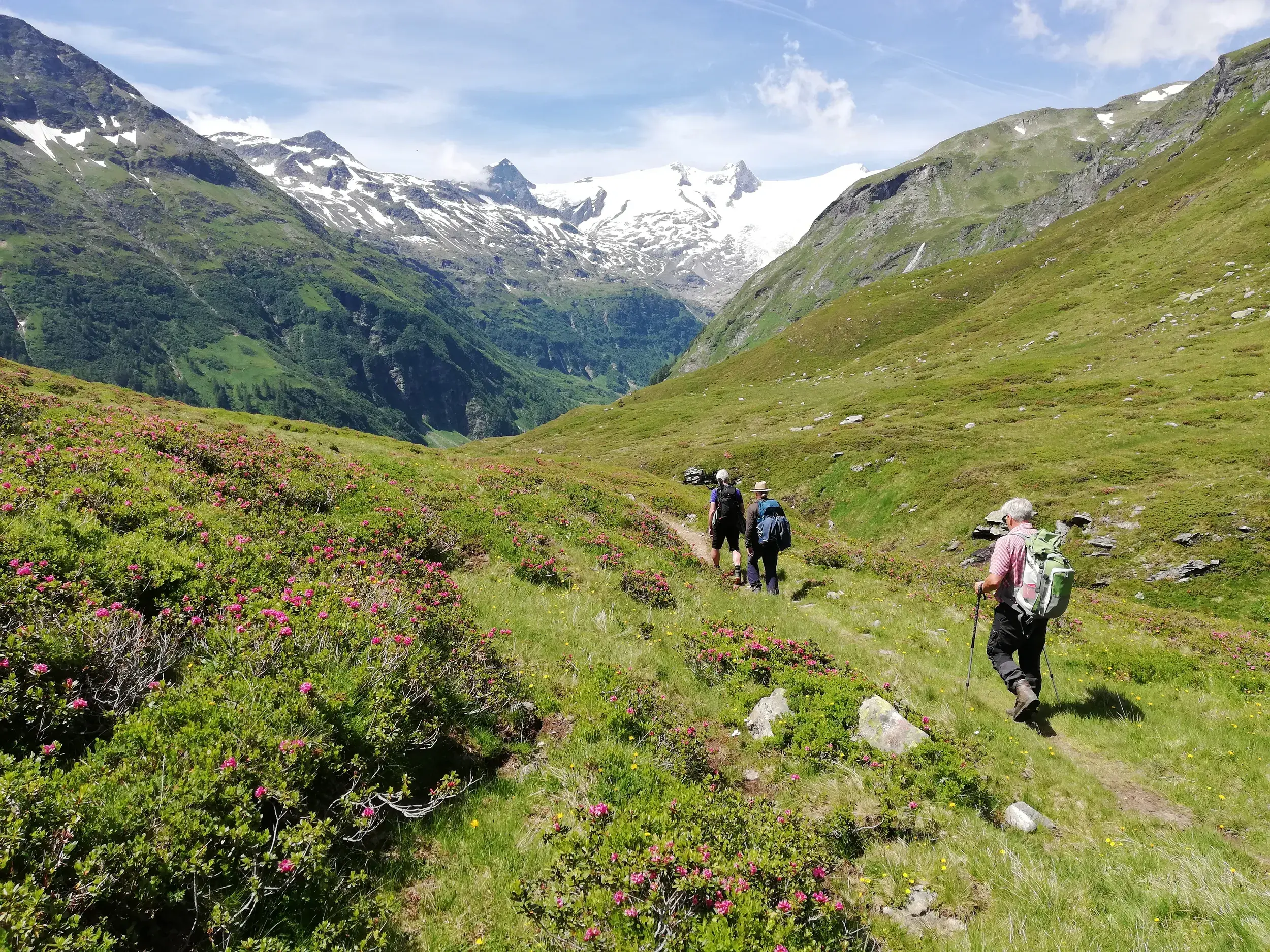 Wanderer auf einem Pfad vorbei an Alpenrosen im Nationalpark Hohe Tauern mit Blick auf den vergletscherten Großvenediger.