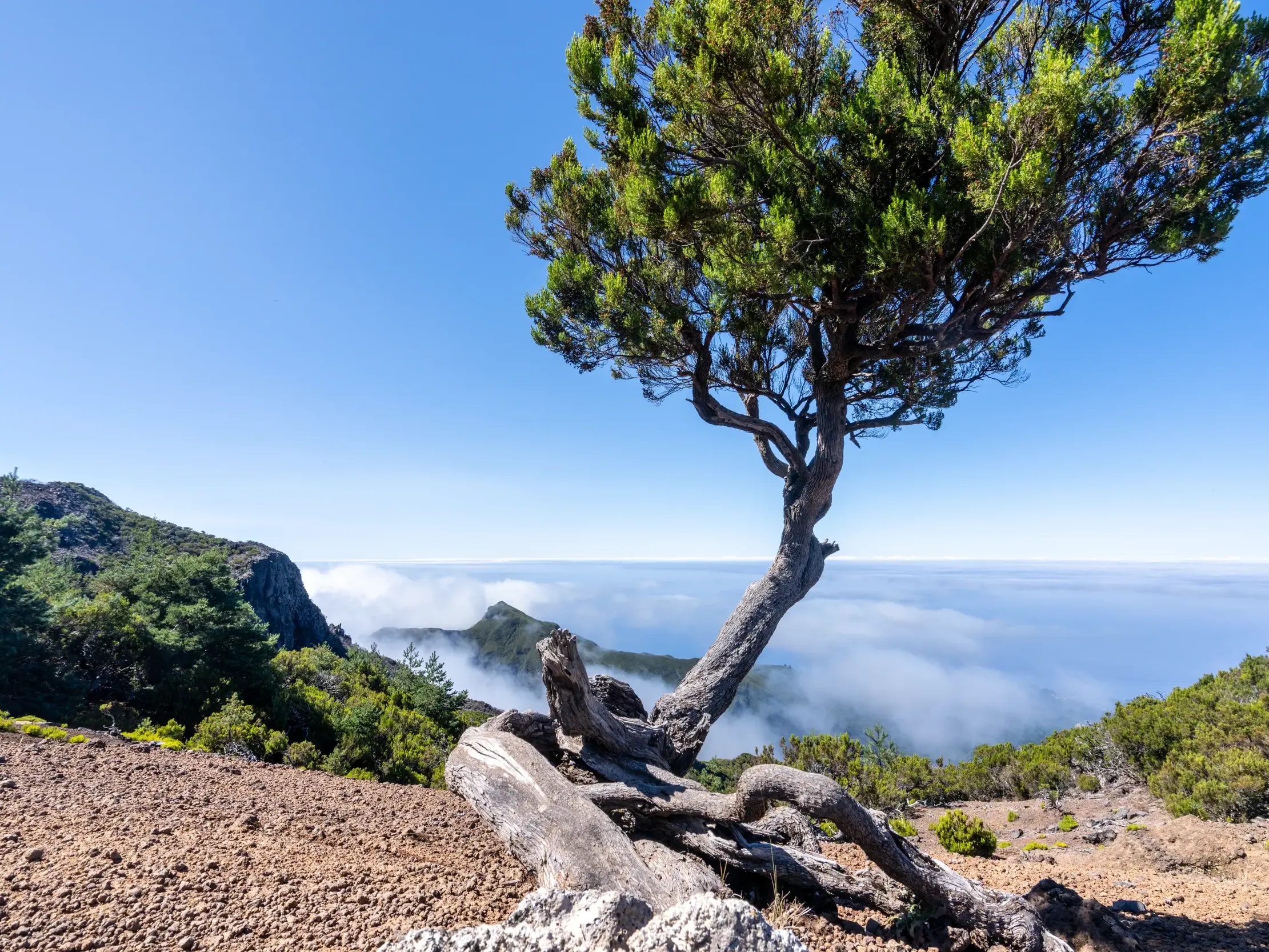 Knorziger, alter Baum auf dem Pico do Arieiro auf Madeira mit spektakulärem Panoramablick über ein weites Wolkenmeer.