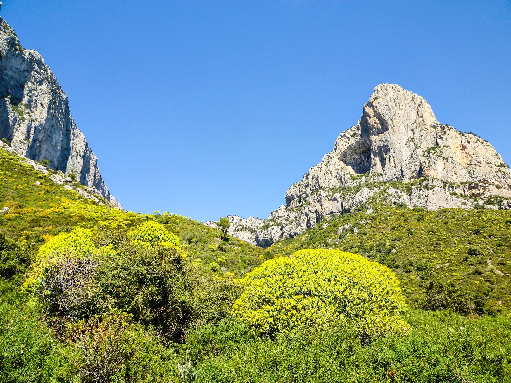 Schroffe Kalksteinfelsen und blühende gelbe Macchia im Lanaittu-Tal auf Sardinien unter klarem blauen Himmel.