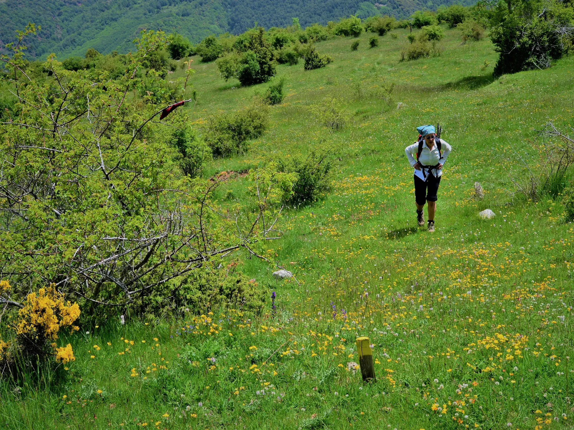 Eine Frau mit Trekking-Rucksack wandert über eine grüne Bergwiese mit Wildblumen in den südlichen Pyrenäen.