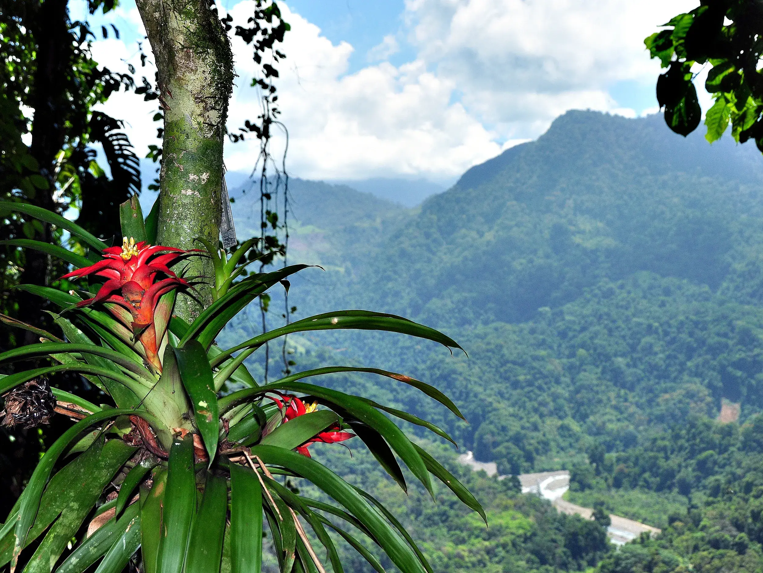 Eine leuchtend rote Bromelie an einem Baumstamm im Vordergrund, mit Blick auf die weite, grüne Berglandschaft Costa Ricas.