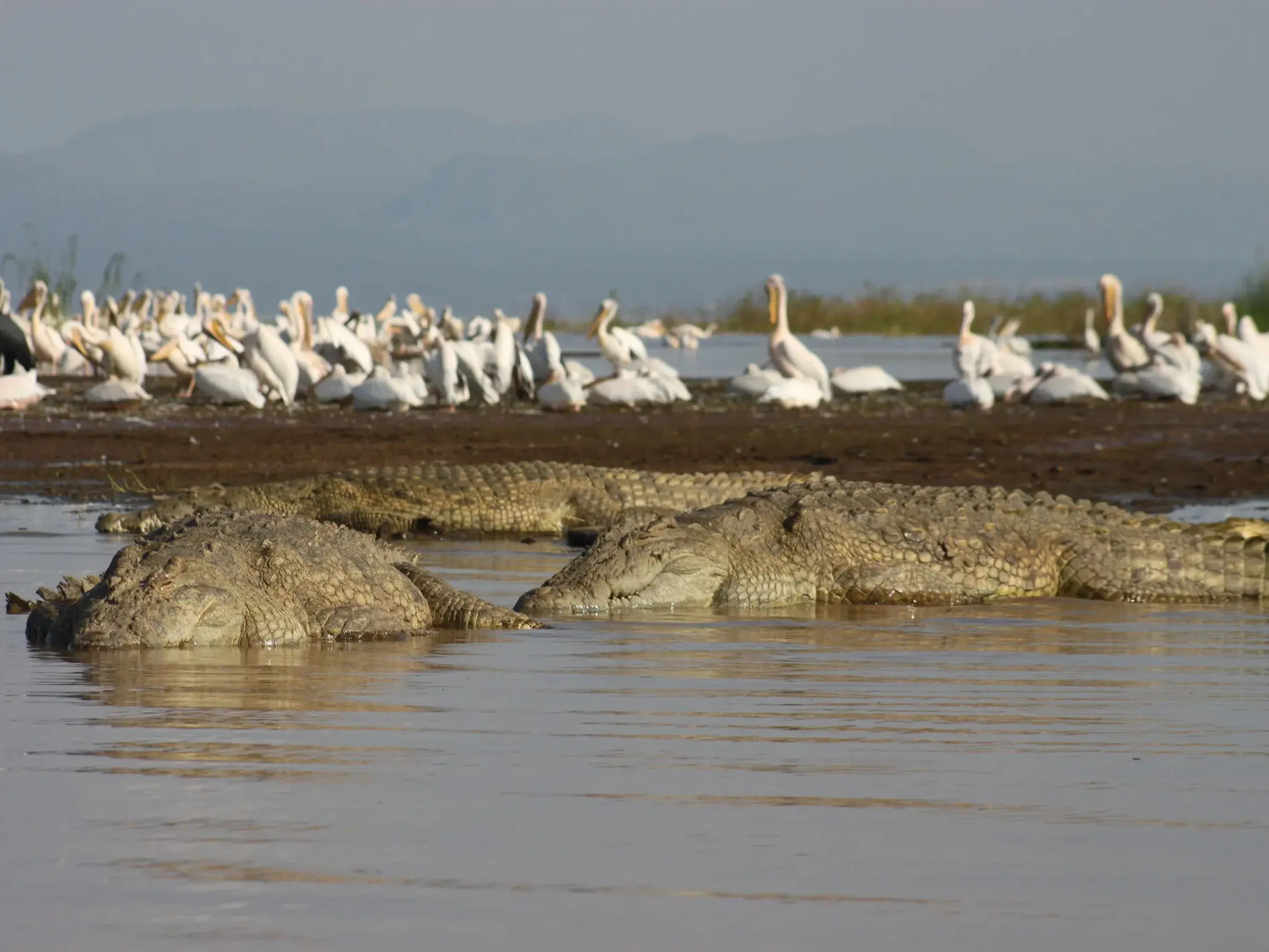 Zwei große Nilkrokodile im seichten Wasser des Chamo-Sees, am Ufer im Hintergrund ruht eine Kolonie Pelikane.