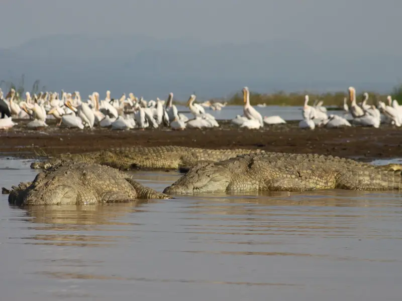 Zwei große Nilkrokodile im seichten Wasser des Chamo-Sees, am Ufer im Hintergrund ruht eine Kolonie Pelikane.