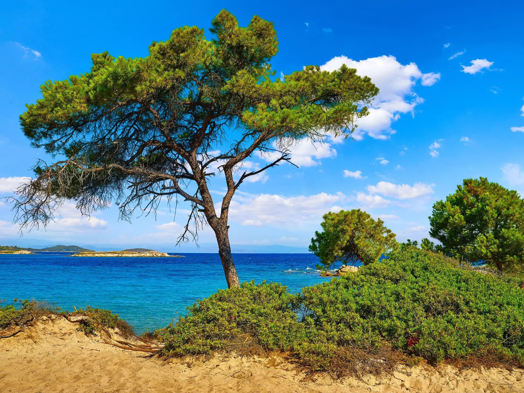 Eine Pinie auf einer Sanddüne an der malerischen Küste der Halbinsel Chalkidiki mit Blick auf das türkisfarbene Meer.