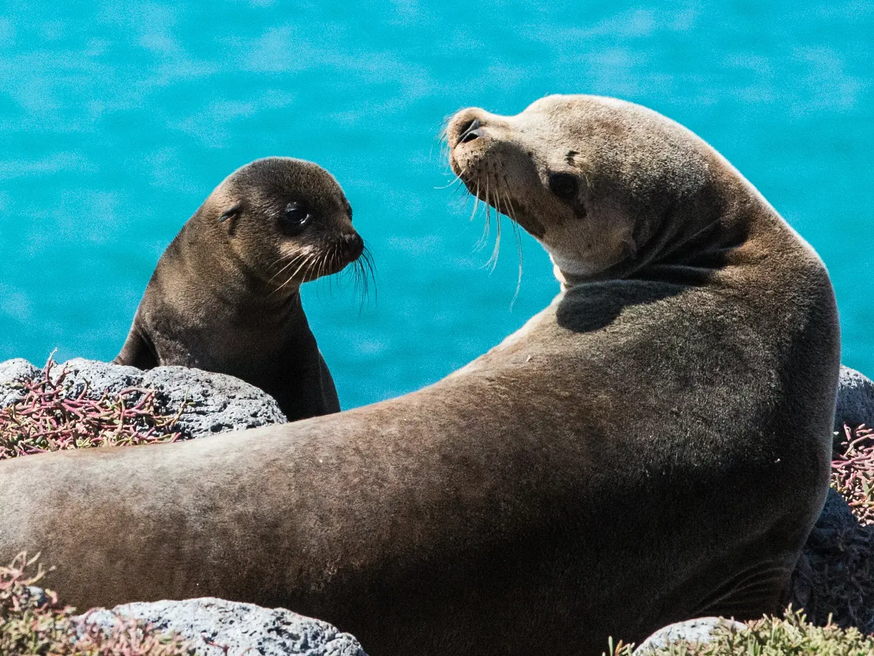 Eine Seelöwenmutter liegt mit ihrem Jungen auf vulkanischen Felsen an der Küste der Galápagos-Inseln vor türkisfarbenem Meer.