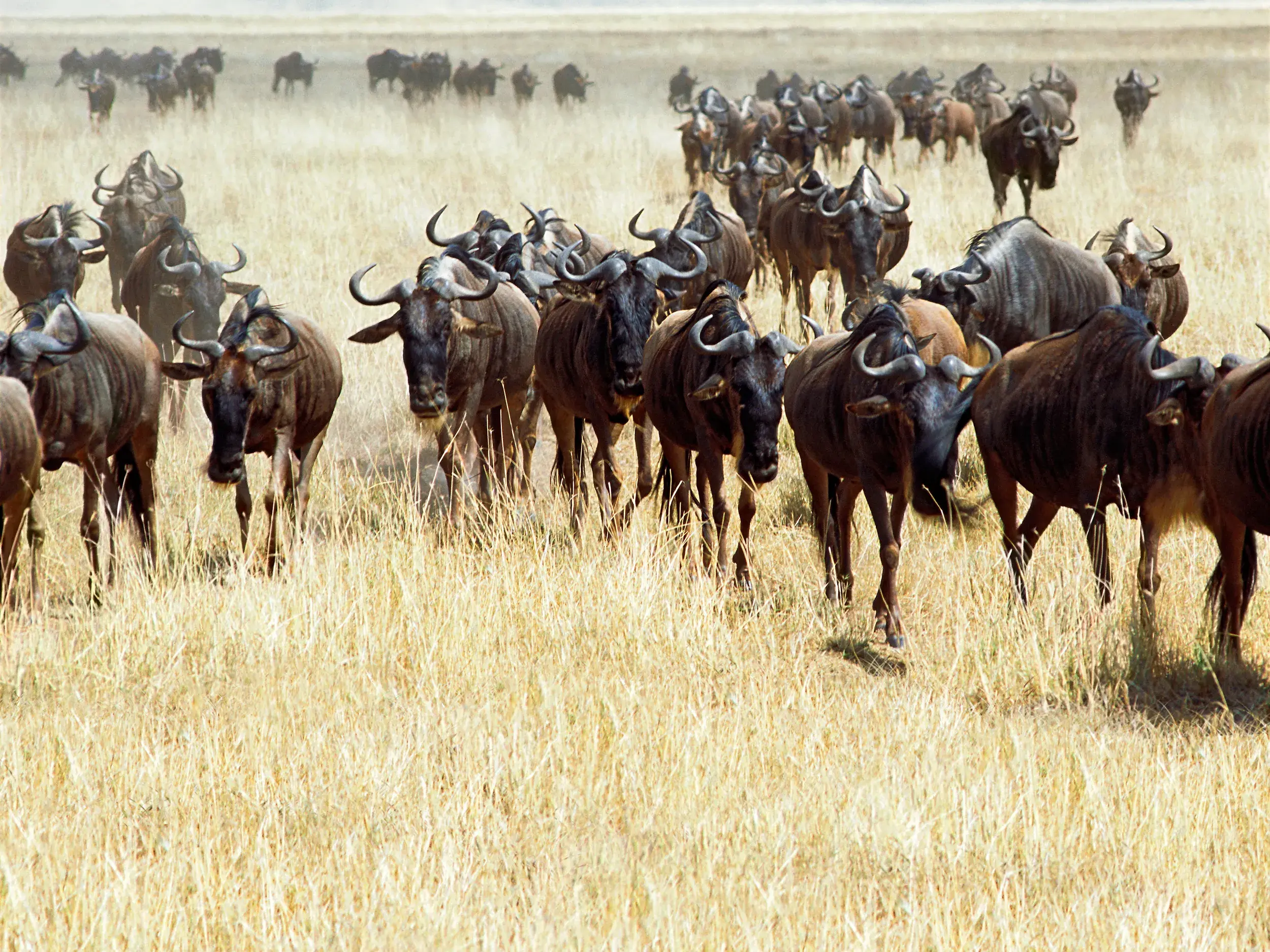Eine große Herde von Gnus auf ihrer jährlichen Wanderung durch die trockene, staubige Savanne der Serengeti in Tansania.