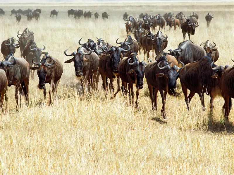 Eine große Herde von Gnus auf ihrer jährlichen Wanderung durch die trockene, staubige Savanne der Serengeti in Tansania.