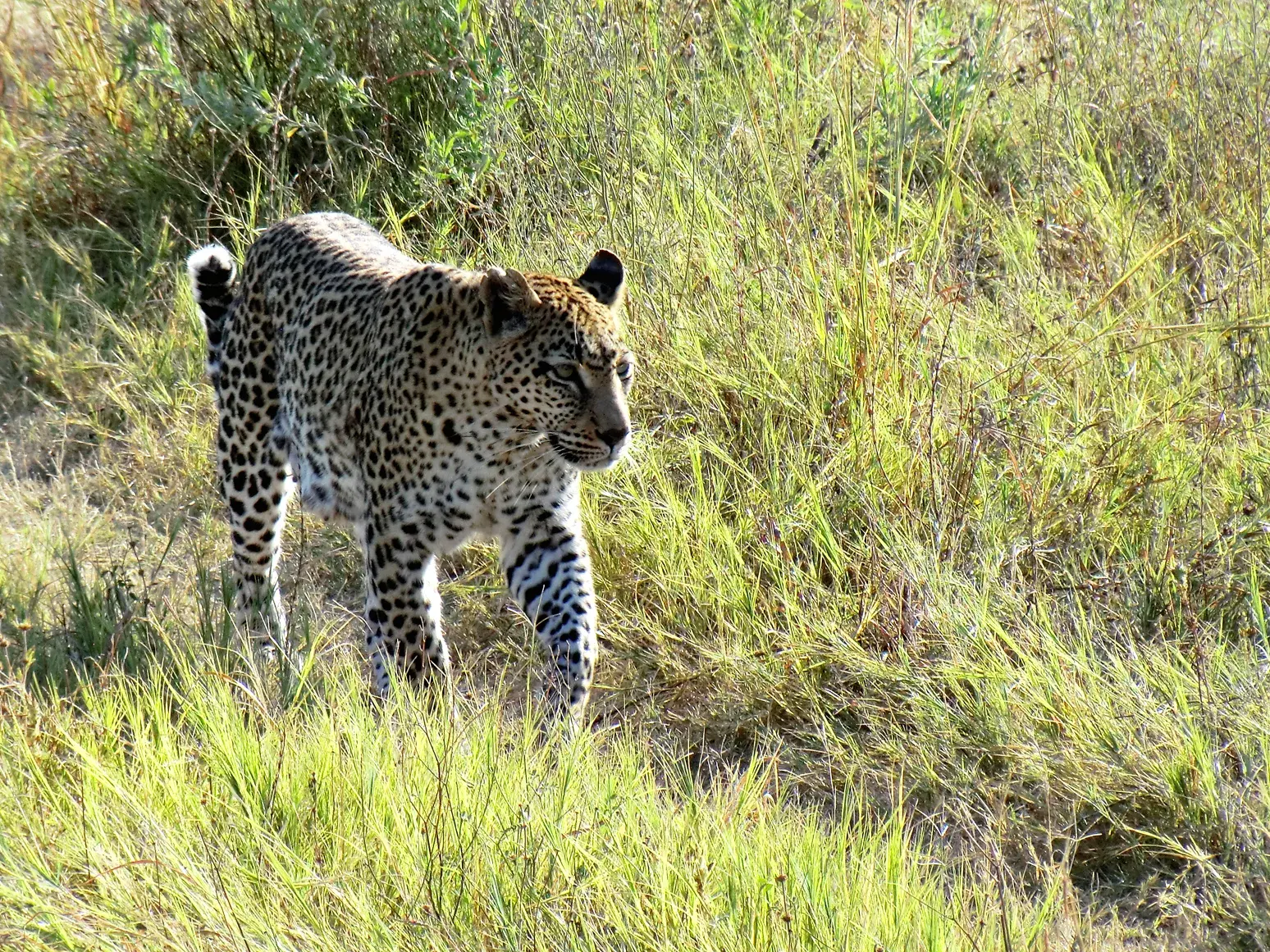 Ein wachsamer Leopard schleicht auf einer Pirschfahrt im Moremi Game Reserve in Botswana durch hohes, sonnenbeschienenes Gras.