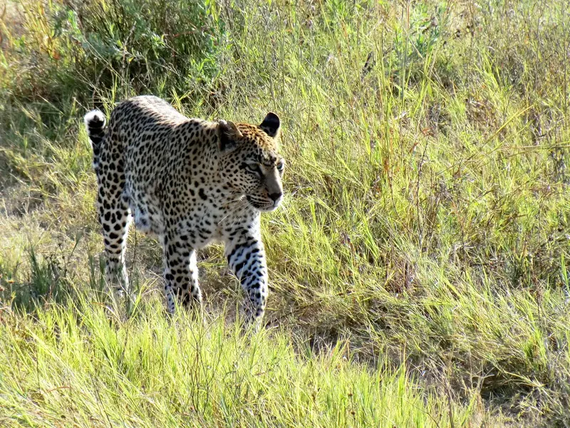 Ein Leopard auf Pirsch im hohen, sonnigen Savannengras während einer Safari-Wanderreise im Moremi Game Reserve in Botswana.
