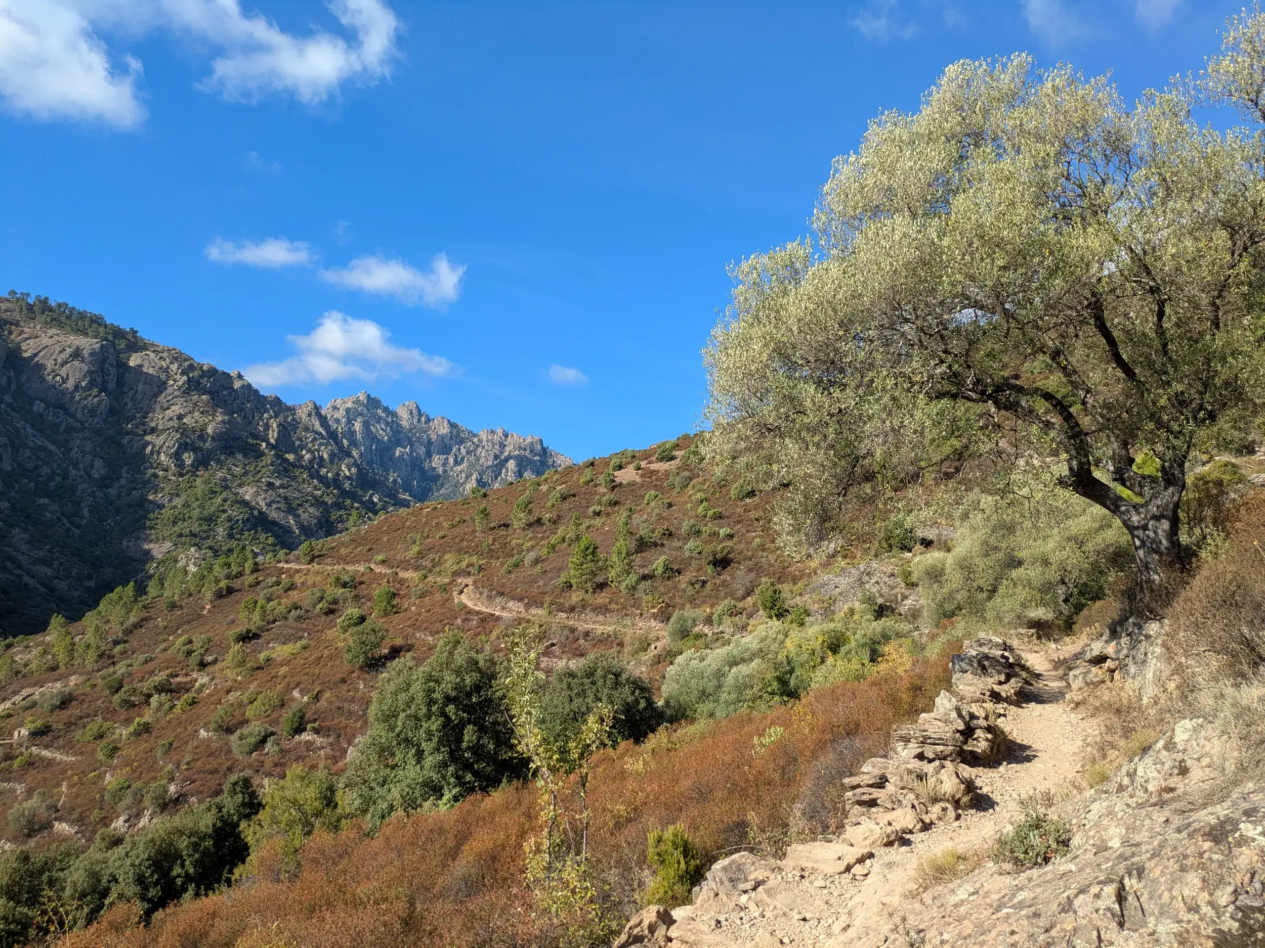 Schmaler Maultierpfad durch die korsische Macchia mit Blick auf die schroffen Berge der Tavignanu-Schlucht unter blauem Himmel.