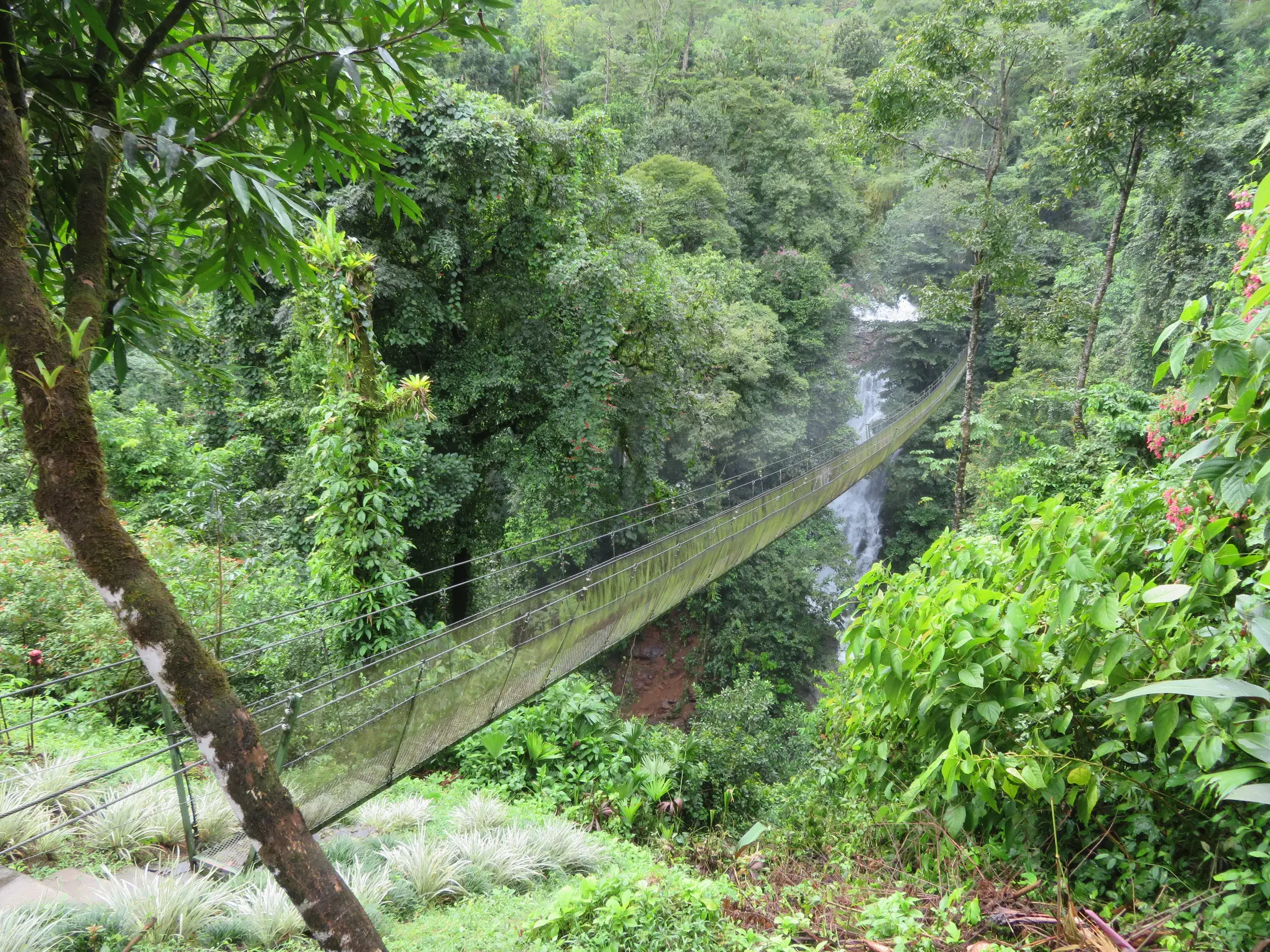 Eine lange Hängebrücke führt beim Community-Projekt Los Campesinos über eine tiefe Schlucht im dichten Regenwald Costa Ricas.