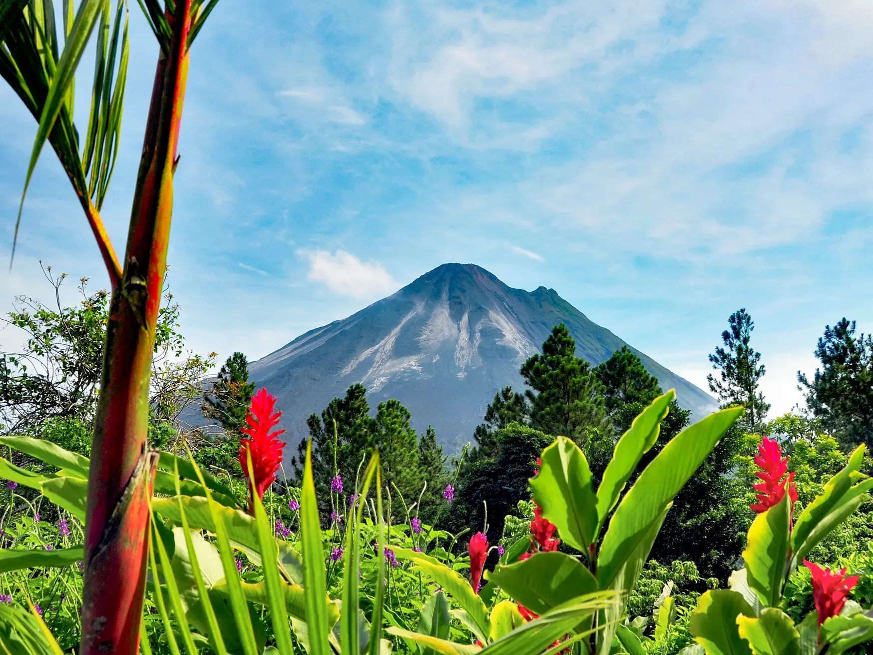 Blick durch tropische Vegetation mit leuchtend roten Blumen auf den imposanten Gipfel des Vulkans Arenal in Costa Rica.