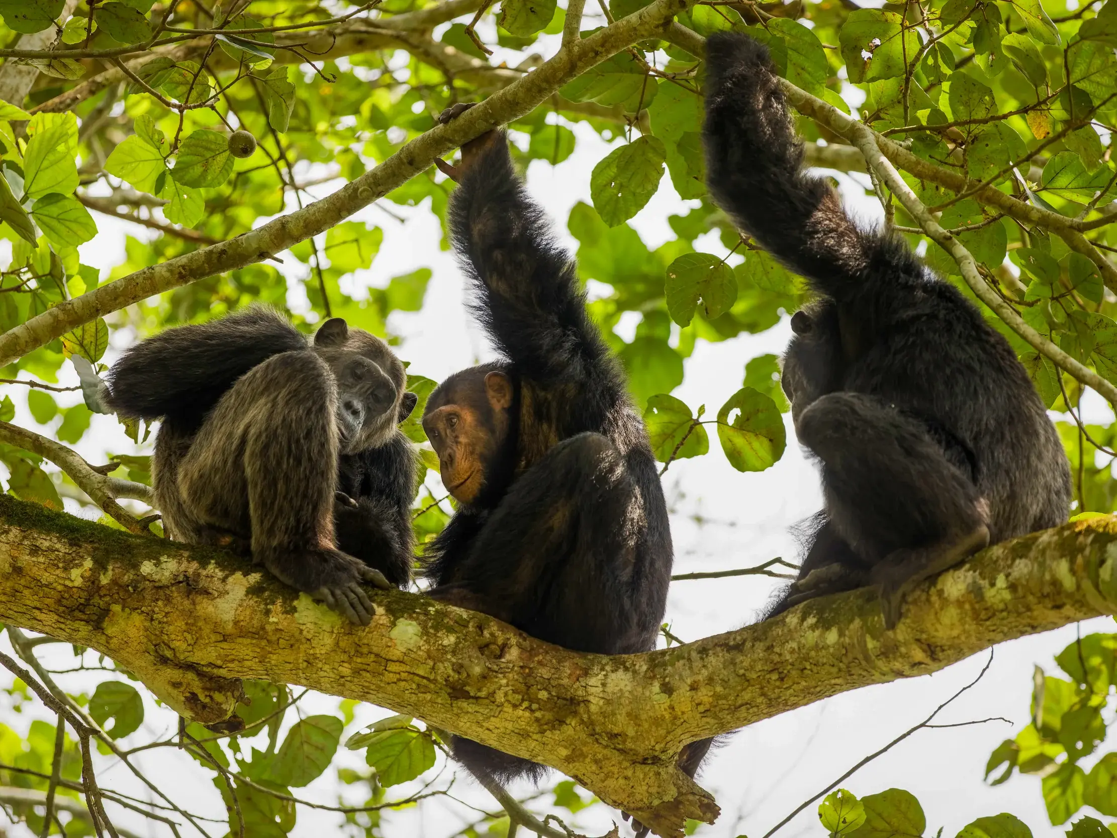 Drei Schimpansen sitzen auf einem Ast in der Kyamboura-Schlucht im Queen-Elizabeth-Nationalpark während des Trackings.