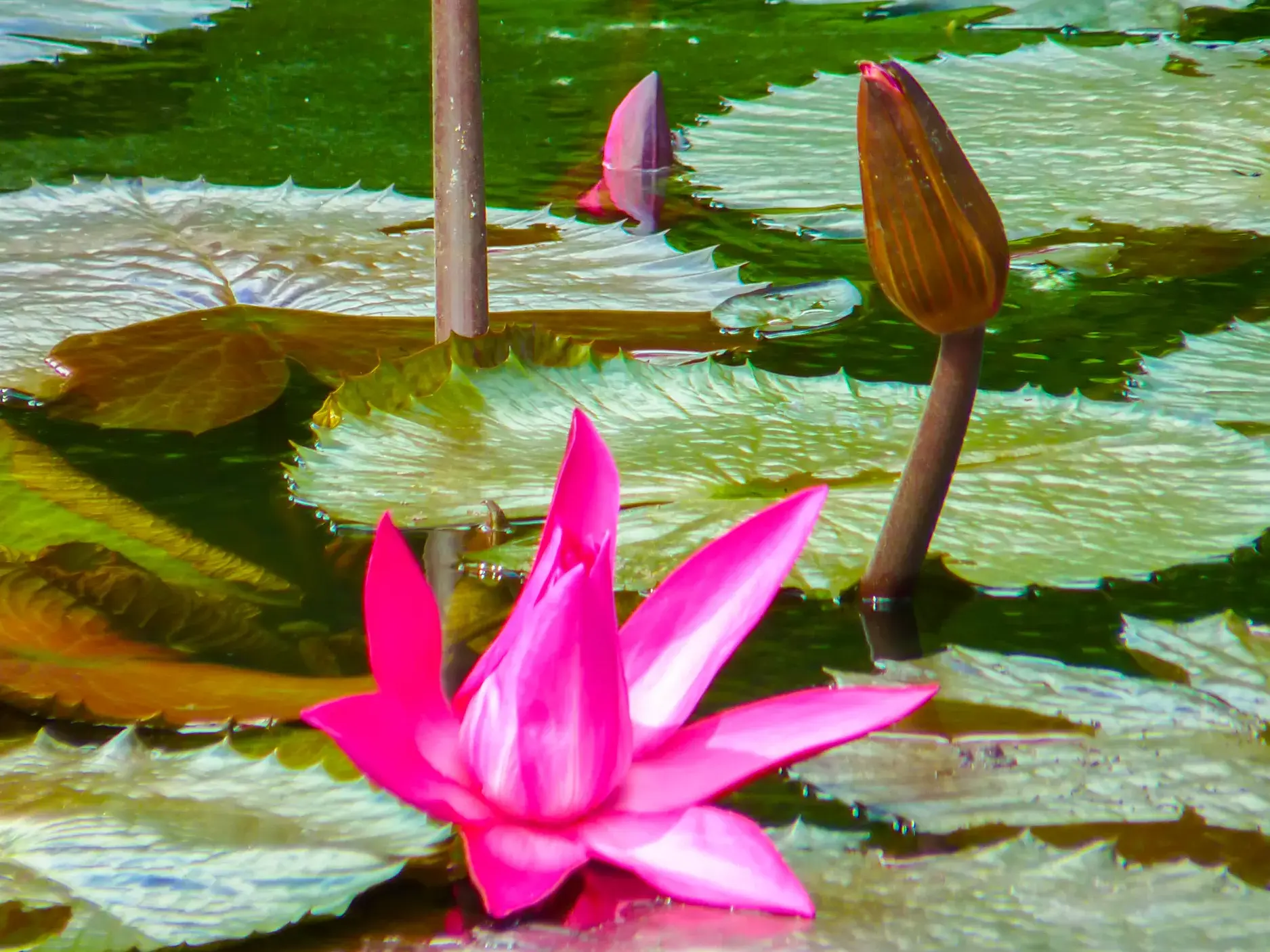 Pink blühende Victoria regia Seerose im Botanischen Garten Pamplemousses, ein Highlight auf einer Singlereise in Mauritius.