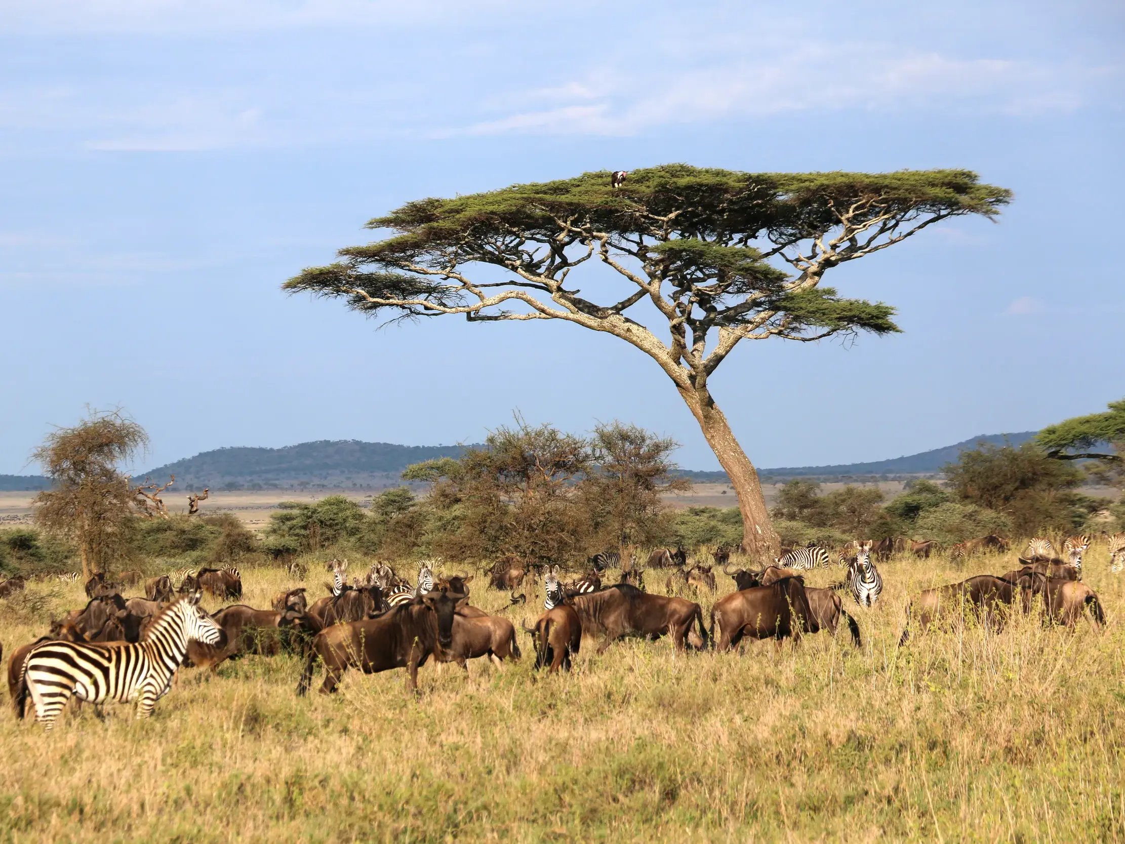 Große Herde Gnus und Zebras grast im trockenen Gras der Serengeti in Tansania unter einer markanten Schirmakazie.
