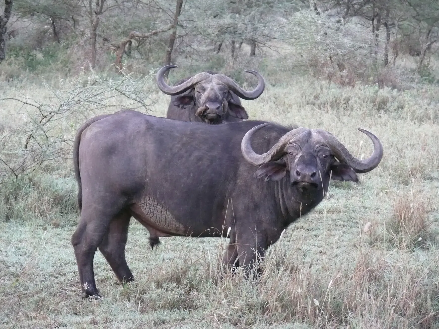 Zwei Kaffernbüffel, Teil der Big Five, stehen auf einer Safari im Serengeti-Nationalpark in der Savanne Tansanias.