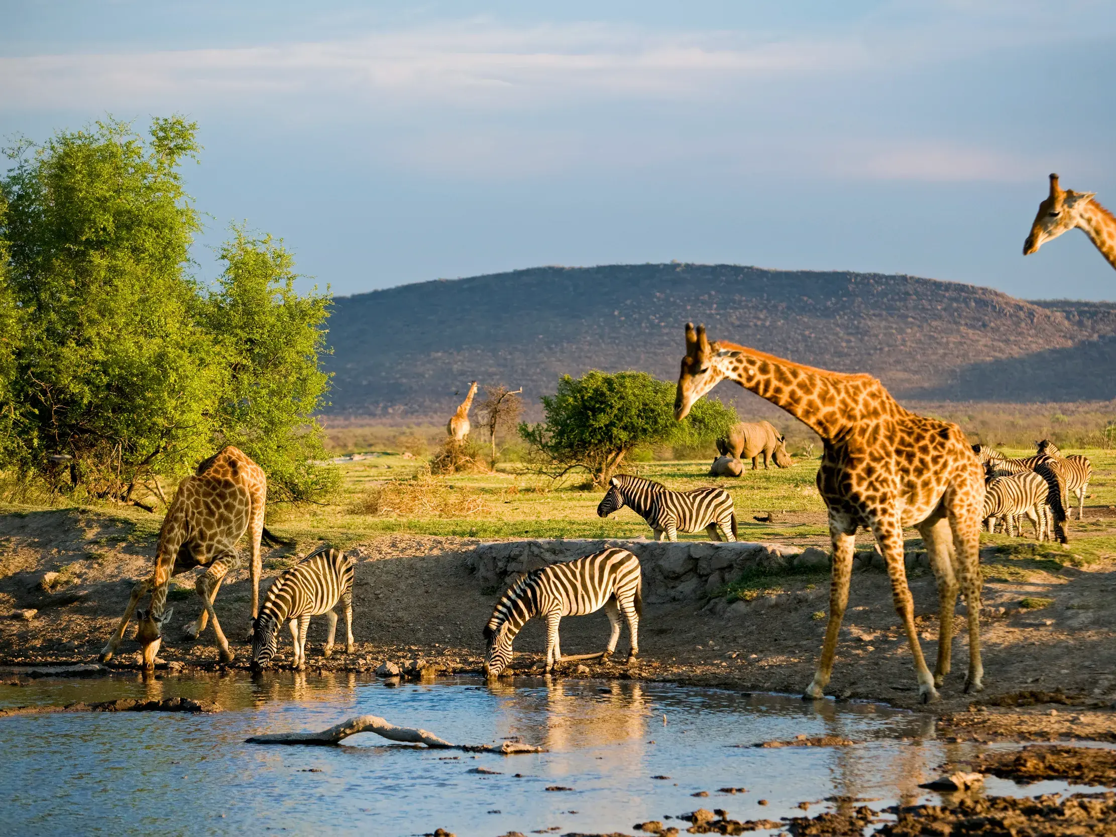 Giraffen und Zebras trinken im Abendlicht an einem Wasserloch im südafrikanischen Garden Route Game Reserve bei Albertinia.