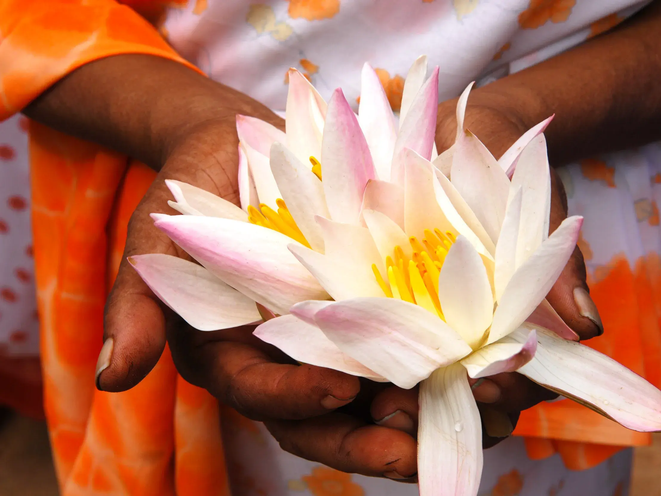 Dunkle Hände halten vorsichtig zwei weiß-pinke Lotusblüten als Opfergabe für eine Tempelzeremonie in Sri Lanka.