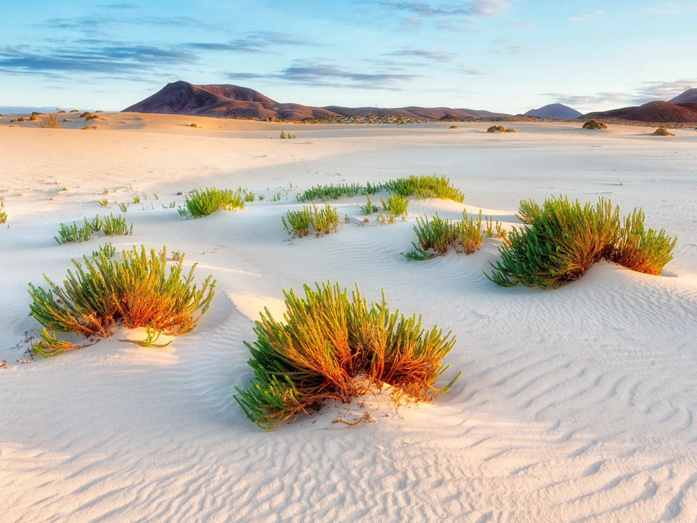 Grüne Pflanzen in den weiten, weißen Sanddünen des Naturparks Corralejo vor Vulkanbergen auf Fuerteventura.