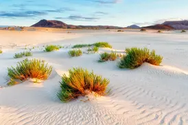 Grüne Pflanzen in den weiten, weißen Sanddünen des Naturparks Corralejo vor Vulkanbergen auf Fuerteventura.