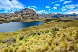 Ein Wanderweg führt durch die goldgelbe Graslandschaft an einem See vorbei im Cajas-Nationalpark in den ecuadorianischen Anden.