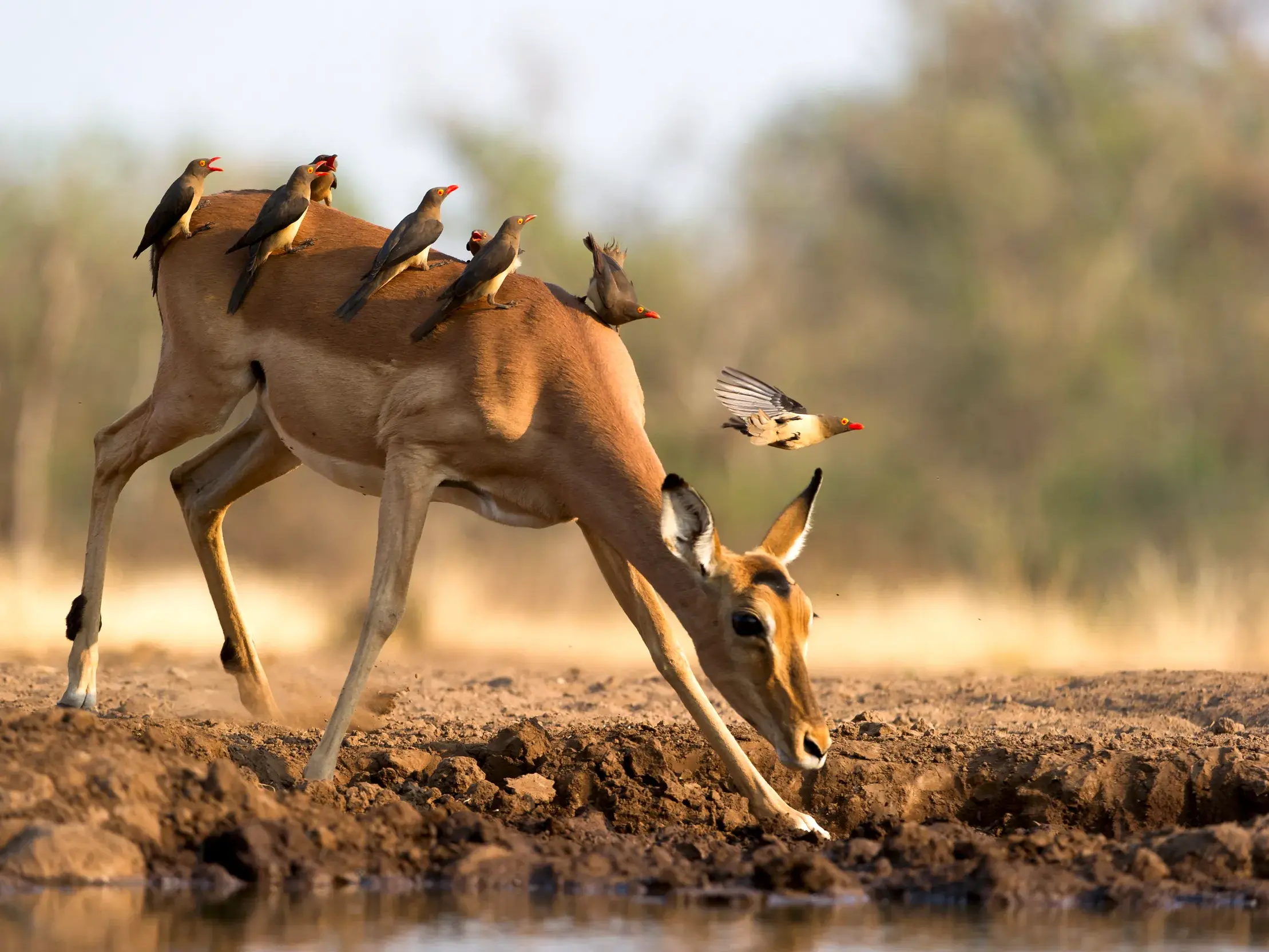 Impala-Antilope trinkt an einem Wasserloch in Botswana, während mehrere Madenhacker auf ihrem Rücken sitzen und einer fliegt.