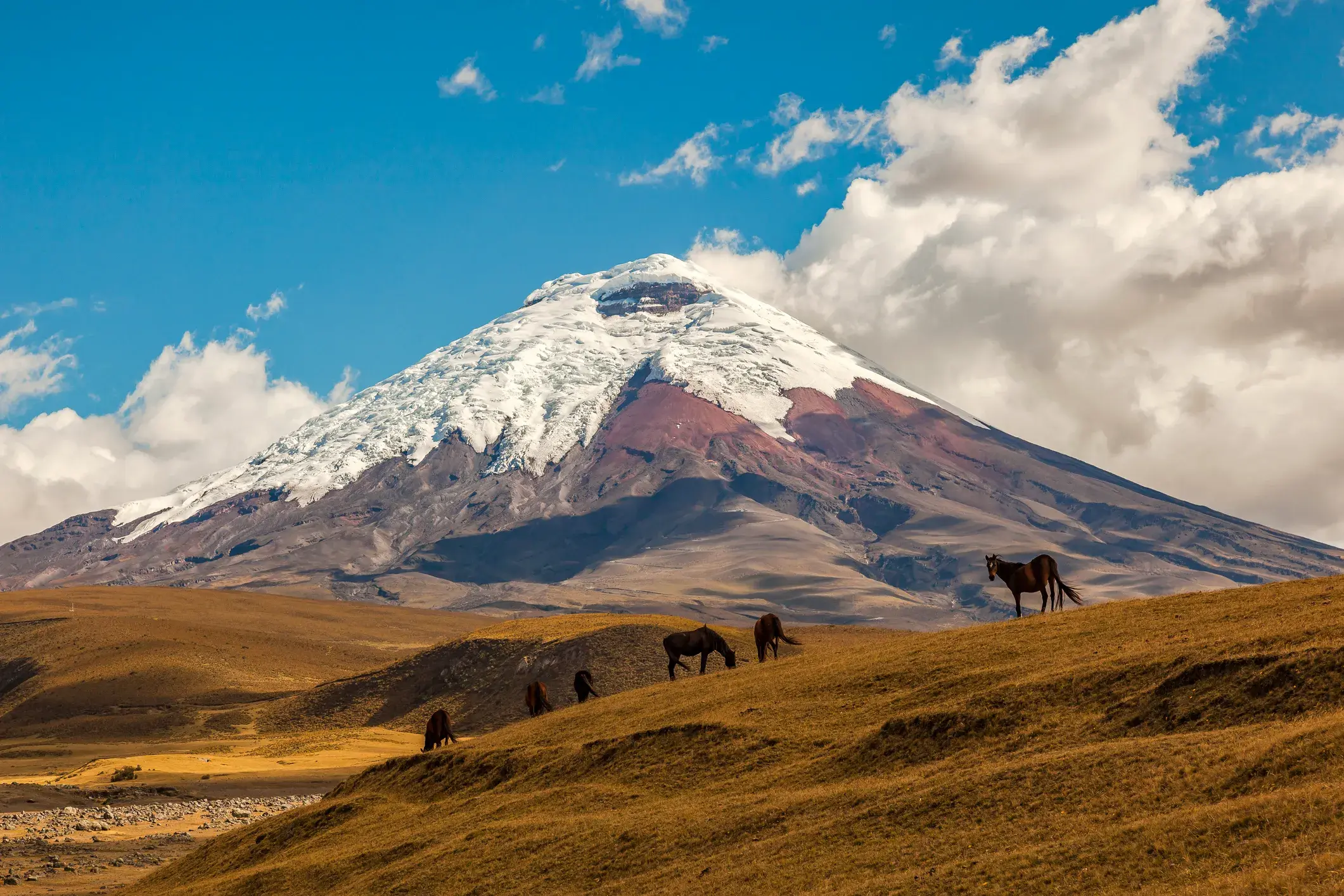 Wildpferde grasen in der weiten Páramo-Hochebene Ecuadors vor dem schneebedeckten Gipfel des majestätischen Vulkans Cotopaxi.