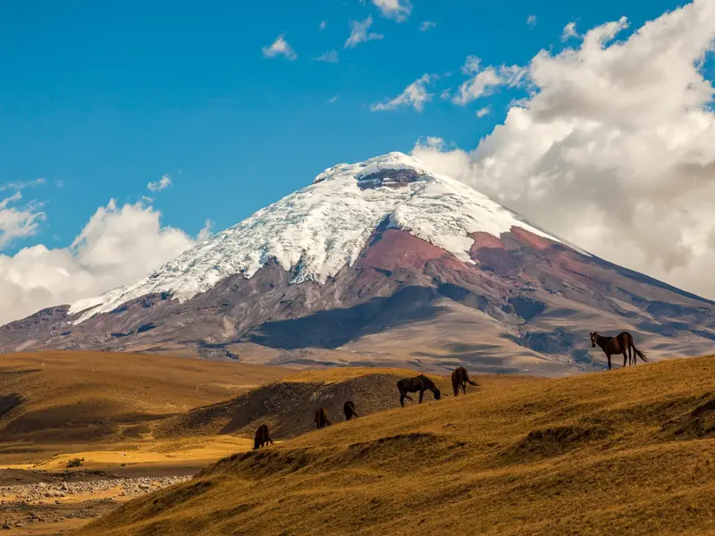 Wildpferde grasen in der weiten Páramo-Hochebene Ecuadors vor dem schneebedeckten Gipfel des majestätischen Vulkans Cotopaxi.