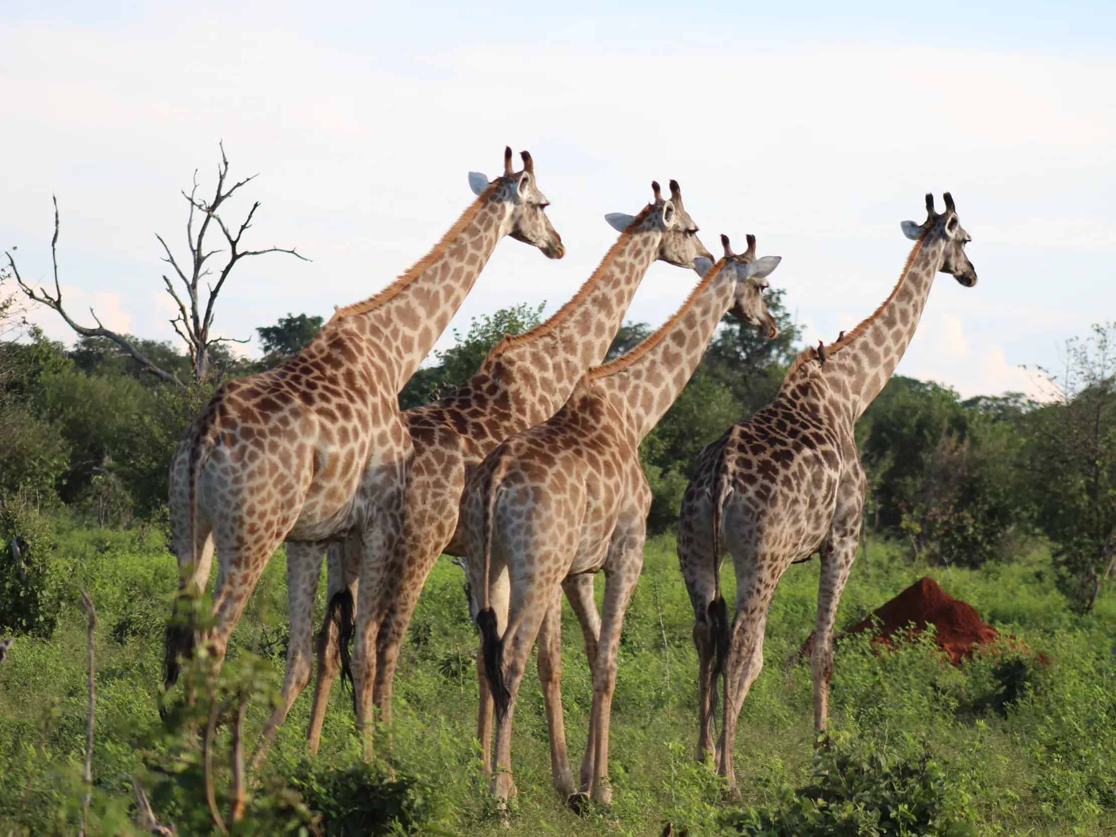 Eine Herde von vier Giraffen blickt aufmerksam über die grüne Buschlandschaft im Chobe Nationalpark in Botswana.