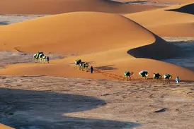 Beduinenführer leiten eine Kamelkarawane beim Trekking durch die weiten Sanddünen der Erg Chegaga in der Sahara.