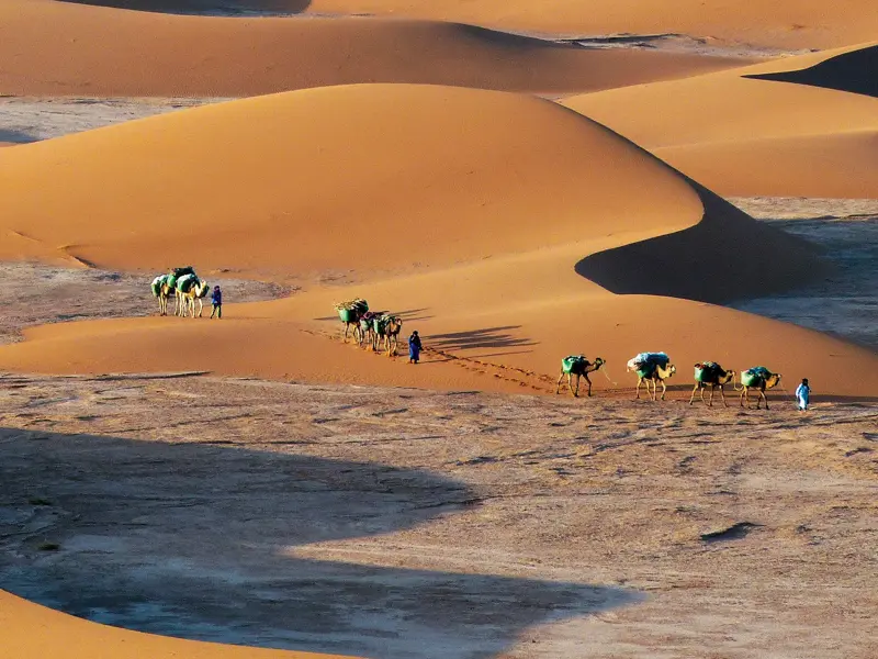 Beduinenführer leiten eine Kamelkarawane beim Trekking durch die weiten Sanddünen der Erg Chegaga in der Sahara.