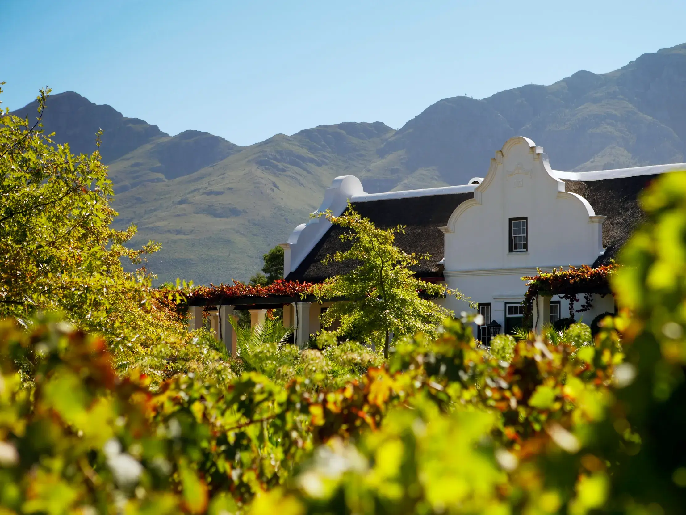Weißes kapholländisches Landhaus mit Reetdach in den Weinbergen nahe Swellendam vor einer imposanten Bergkette in Südafrika.