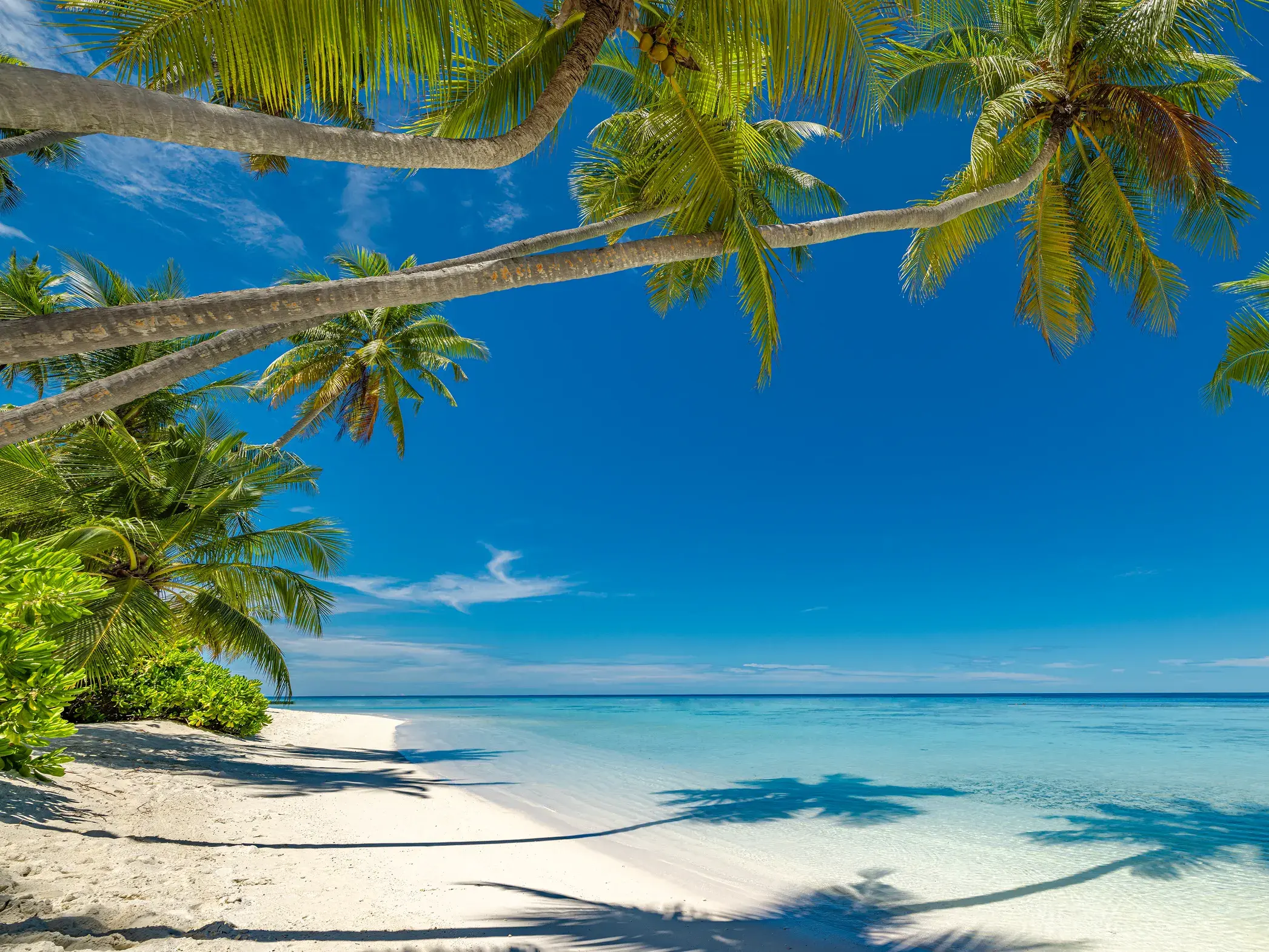 Überhängende Palmen an einem weißen Sandstrand mit klarem, türkisfarbenem Wasser auf Mauritius bei strahlend blauem Himmel.
