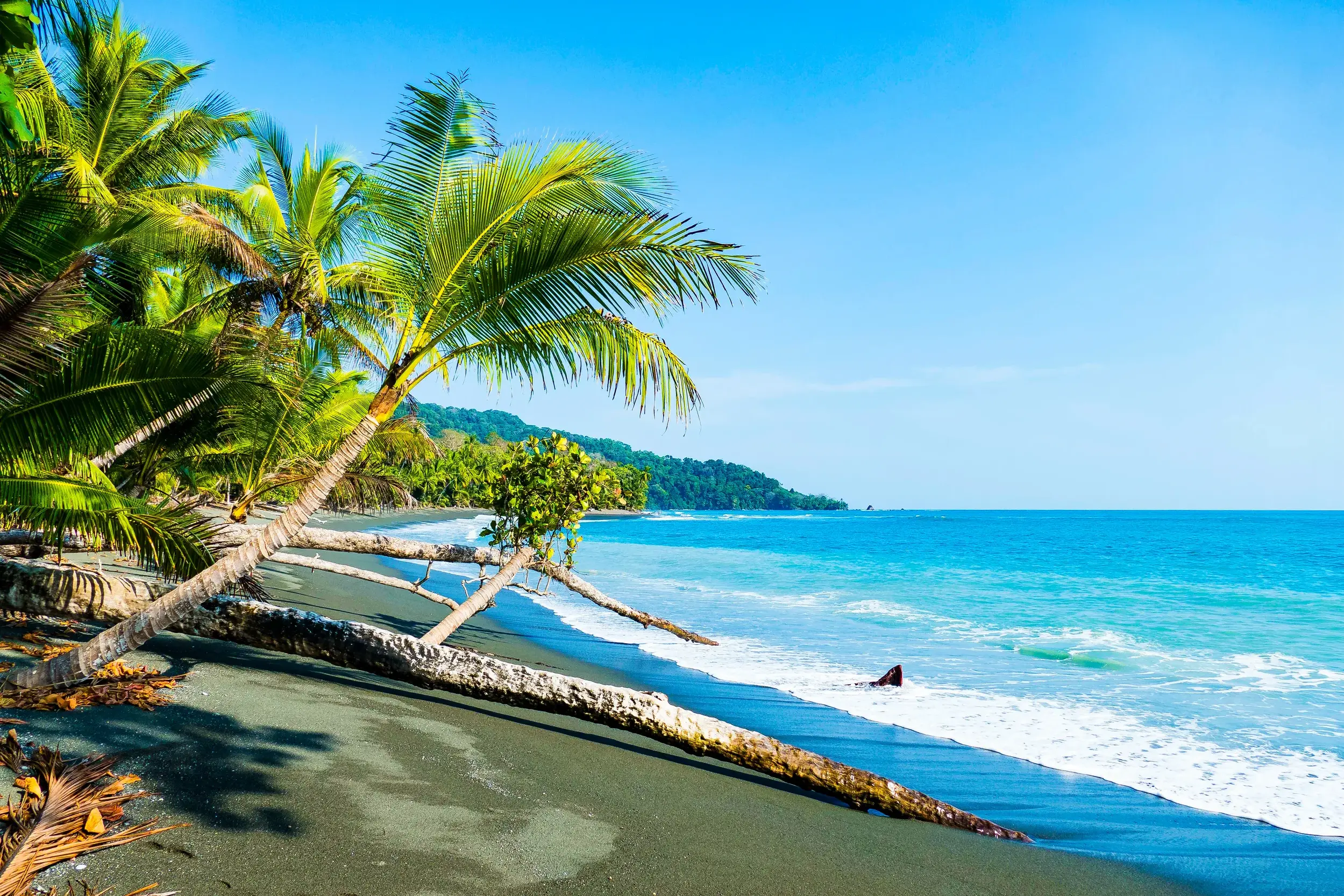 Eine umgestürzte Palme liegt am dunklen Sandstrand des Corcovado-Nationalparks in Costa Rica am türkisen Pazifik.