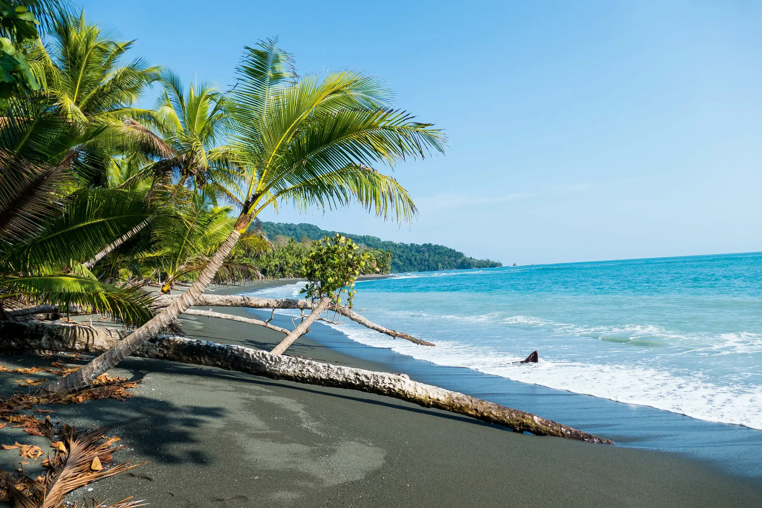 Eine umgestürzte Palme liegt am dunklen Sandstrand des Corcovado-Nationalparks in Costa Rica am türkisen Pazifik.