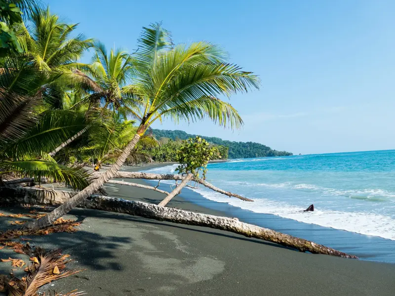 Eine umgestürzte Palme liegt am dunklen Sandstrand des Corcovado-Nationalparks in Costa Rica am türkisen Pazifik.