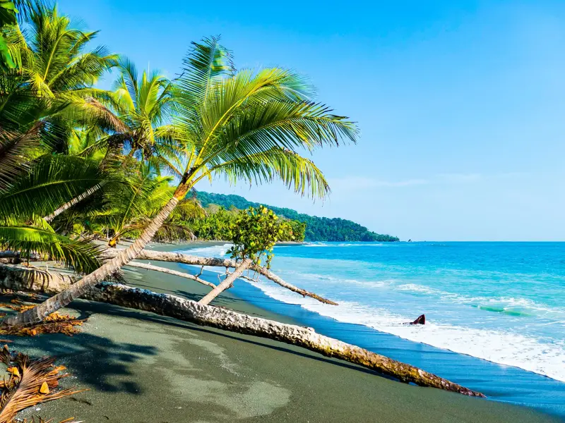 Eine umgestürzte Palme liegt am dunklen Sandstrand des Corcovado-Nationalparks in Costa Rica am türkisen Pazifik.