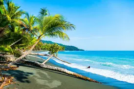 Eine umgestürzte Palme liegt am dunklen Sandstrand des Corcovado-Nationalparks in Costa Rica am türkisen Pazifik.