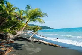 Eine umgestürzte Palme liegt am dunklen Sandstrand des Corcovado-Nationalparks in Costa Rica am türkisen Pazifik.