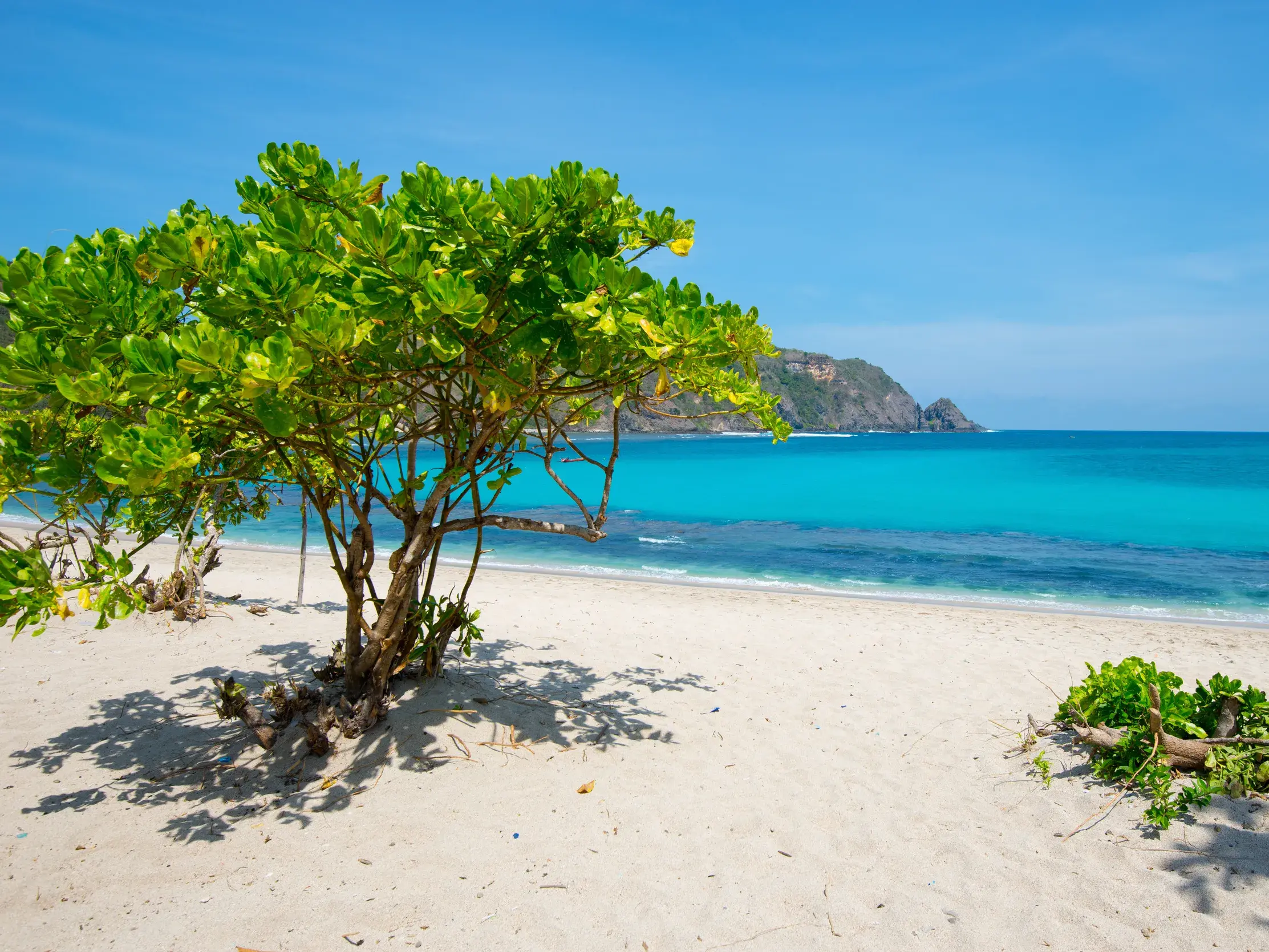 Ein grüner Baum am weißen Sandstrand von Mawun Beach auf Lombok mit Blick auf das leuchtend türkisfarbene Meer.