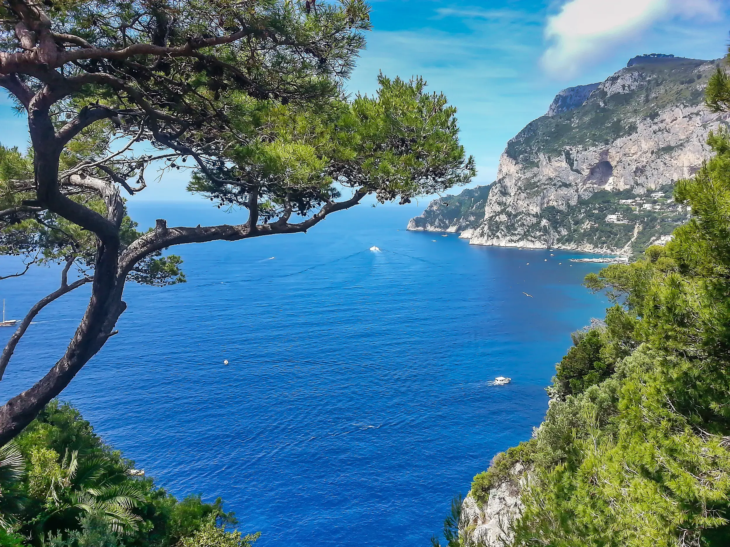 Erhöhter Blick über das tiefblaue Meer auf die Steilküste am Golf von Sorrent, im Vordergrund eine knorrige, mediterrane Pinie.