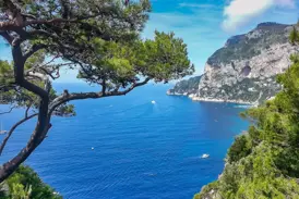 Erhöhter Blick über das tiefblaue Meer auf die Steilküste am Golf von Sorrent, im Vordergrund eine knorrige, mediterrane Pinie.