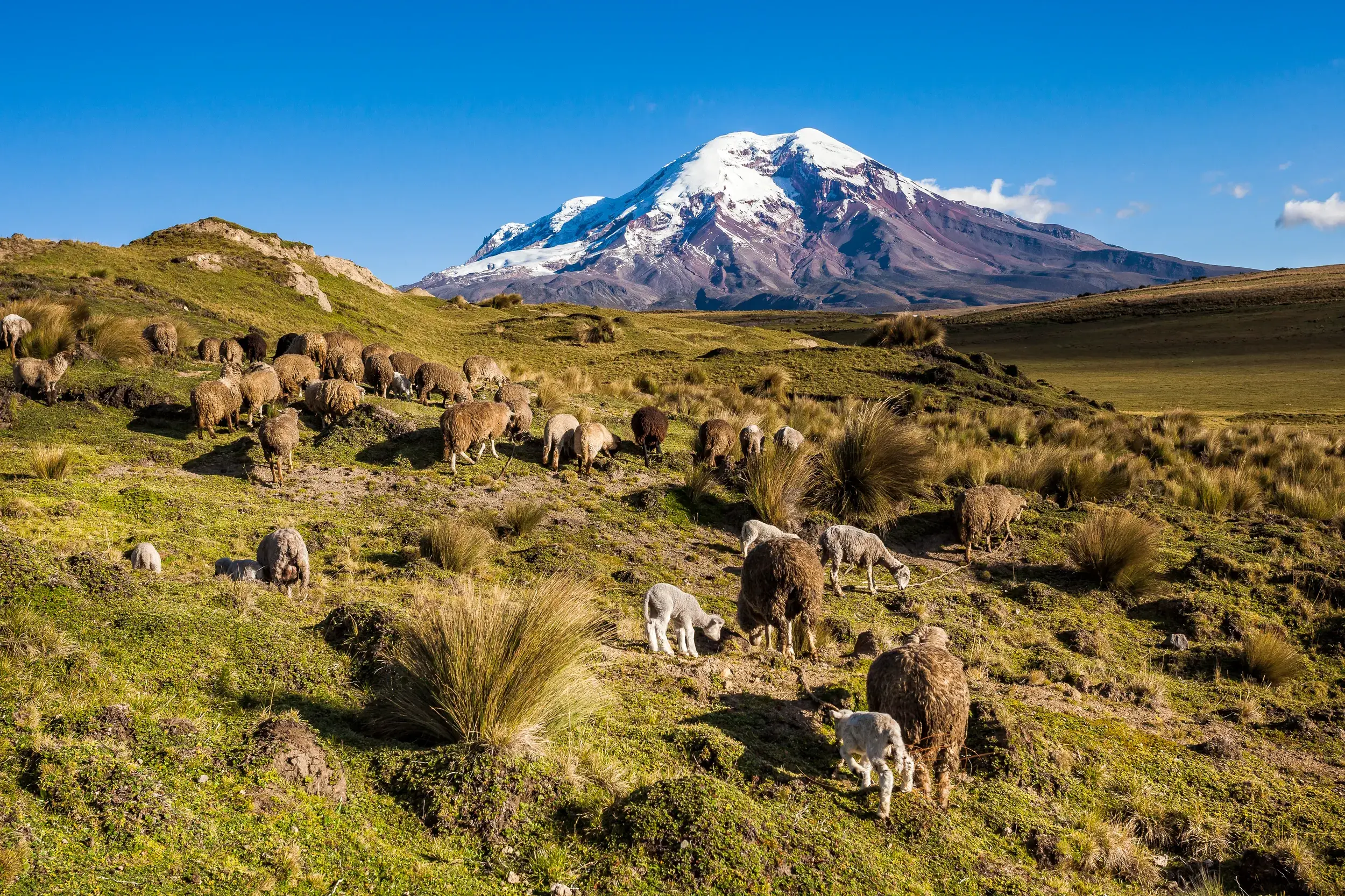 Eine Schafherde grast in der weiten Páramo-Landschaft Ecuadors vor dem schneebedeckten Gipfel des Vulkans Cotopaxi.