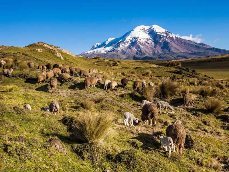 Eine Schafherde grast in der weiten Páramo-Landschaft Ecuadors vor dem schneebedeckten Gipfel des Vulkans Cotopaxi.