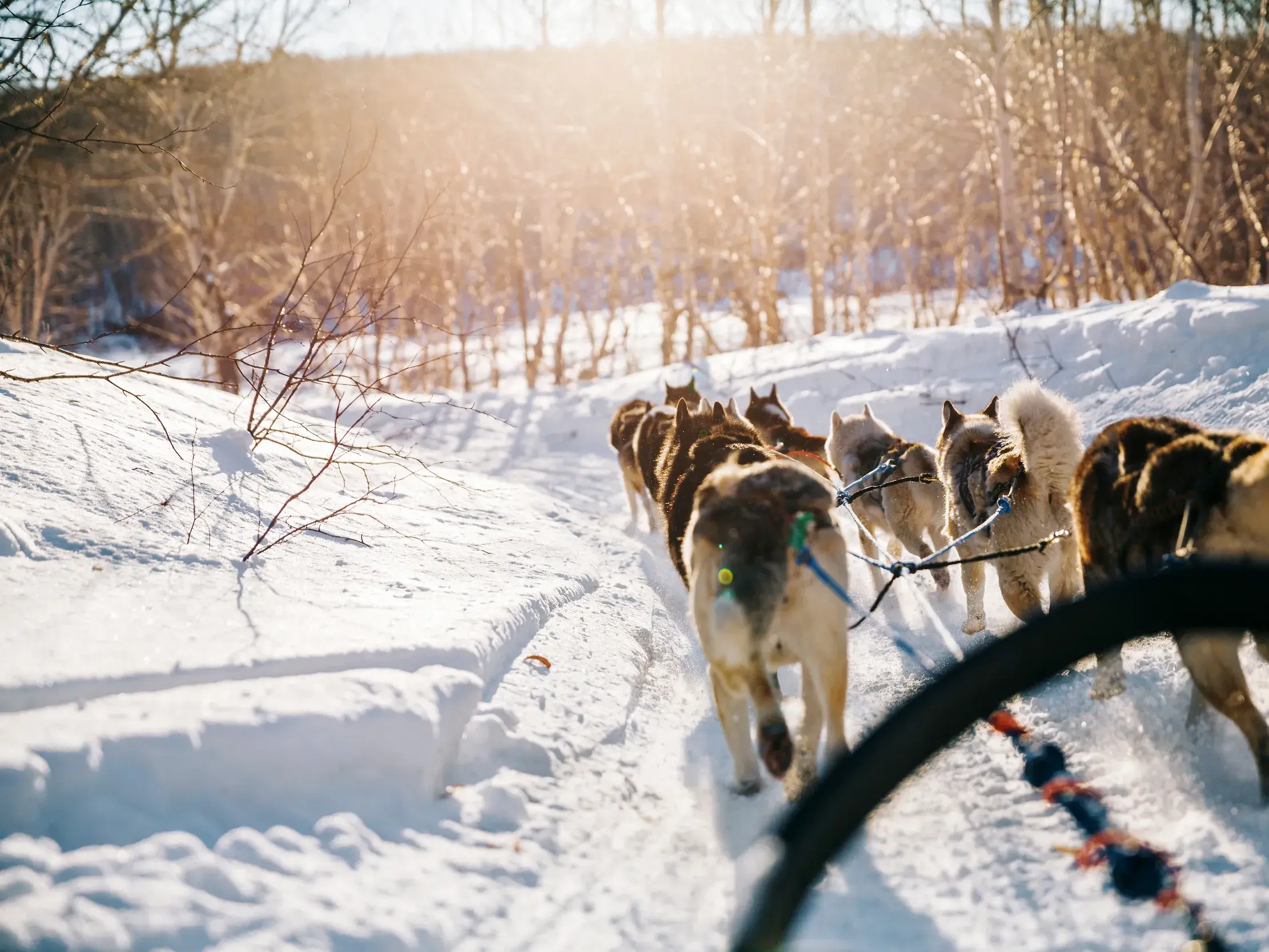 Blick vom Hundeschlitten auf ein Husky-Gespann, das durch die sonnige, tief verschneite Wildnis in Finnland läuft.